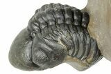 Two Detailed Reedops Trilobite - Atchana, Morocco #251664-7